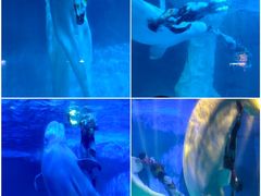 -海合安武汉极地海洋公园