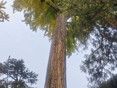 -泰山风景名胜区-普照寺