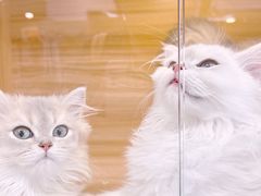 -猫十亿·布偶金渐层·曼基康矮脚猫舍(青年路店)