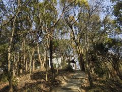 -上海佘山国家森林公园天马山园