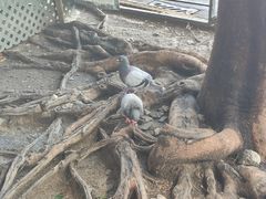 -天星小轮码头