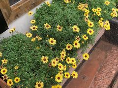 门口的花-陀岗美食·云南藏式特色餐厅