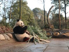 -中国大熊猫保护研究中心雅安碧峰峡基地