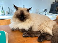 -有猫主题·治愈系猫咖(曾厝垵店)