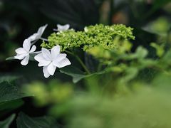 -临平公园(临平街道)