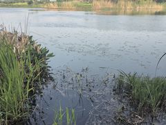 -贡湖湾湿地公园