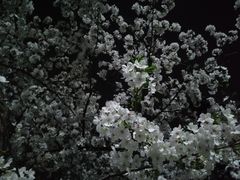 -武汉大学-樱园