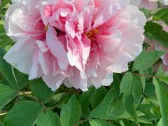 -济南国际园博园