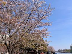 -高东镇樱花园