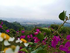 -火炉山森林公园