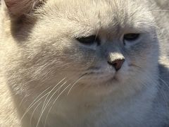 -Meowの猫咖(万家丽店)