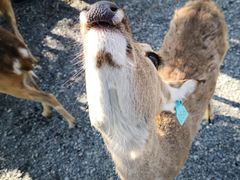 -鹿境梅花鹿生态园区