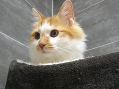 -美联众合宠物医院·爱萌分院·内外科·猫科中心