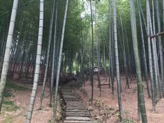 -宁波浙东大竹海景区