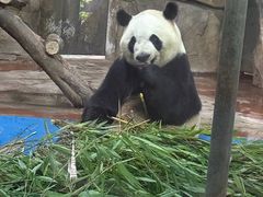 -成都动物园