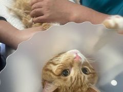 -纳吉亚猫专科动物诊疗中心(蒋宅口分院)