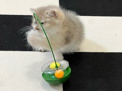 -瑞派康怡24h宠物医院·犬猫医疗中心·微创绝育(瑞景分院)