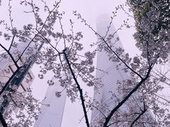 -上海中心大厦