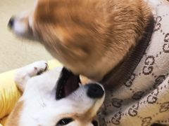 -逗柴咖啡屋·狗咖猫咖宠物桌游