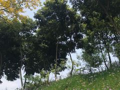 -重庆平顶山公园