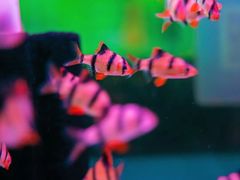 -循礼门鲜花花市(武汉循礼门店)