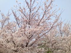 樱花山风景区-樱花山风景区