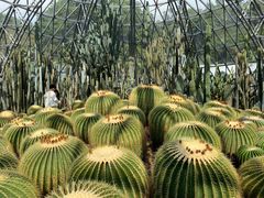 -深圳仙湖植物园