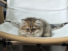 -伟伟宠物医院·瑞派猫友好医院·猫科(光谷店)
