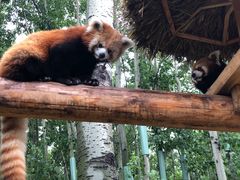 -北京野生动物园