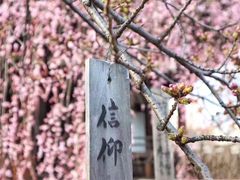 -有栖山 清光院 清水寺