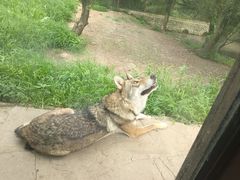 -沈阳森林动物园
