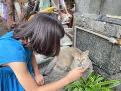 -喵屿·大理花园猫咖