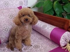 android_upload_pic-中农大我爱我爱24h动物医院·中医针灸·猫专科·骨科医疗中心(双井店)