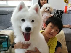 -翊宠yipet猫狗购宠庄园犬舍•猫舍