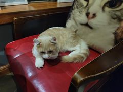 -咖法森林·咖啡  酒吧(天河店)