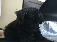 -菲丽丝宠物医院·24小时·猫科中心·免疫点(淮海分院)