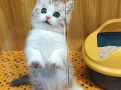 -欣宠猫屋·矮脚拿破仑·蓝金金渐层