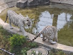 -石家庄市动物园