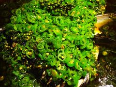 翡翠鱼头-听香·678茶铺(猛追湾店)