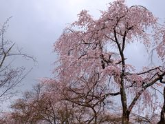 -醍醐寺