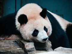 -成都大熊猫繁育研究基地