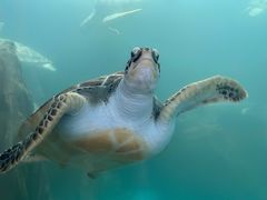 -广东惠东海龟国家级自然保护区