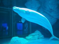 -上海海昌海洋公园-冰山北极馆