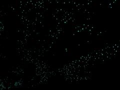 -怀托摩萤火虫洞