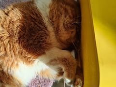 -平行世界·猫咖(首经贸店)