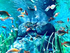 -上海海洋水族馆