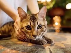 -猫猫幼稚园·撸猫·桌游·电玩