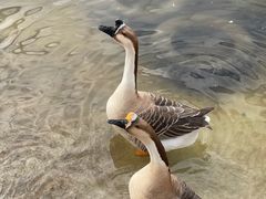 -北京鹿世界主题园