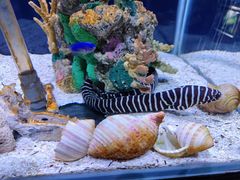 -太平洋海底世界