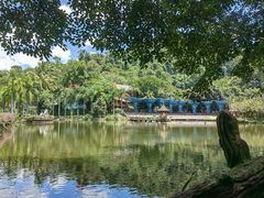 -西双版纳原始森林公园